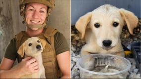 US Navy sailor launches rescue of puppy saved during overseas deployment: ‘Can’t leave a comrade behind’