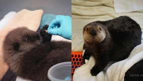 Minnesota Zoo welcomes 2 rescued northern sea otter pups
