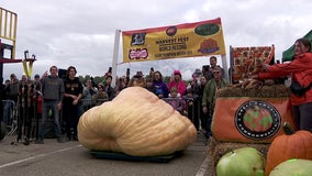 Another MN farmer comes up short of record with giant pumpkin