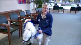 Mayo Clinic welcomes first therapy mini horse