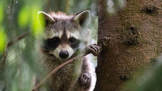 Raccoons are behaving oddly in Burnsville; people should stay away: Officials