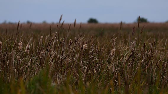 Minnesotans impacted by drought can get federal disaster loans