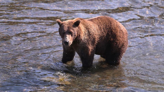 Fat Bear Week: Alaska's heavyweights battle it out