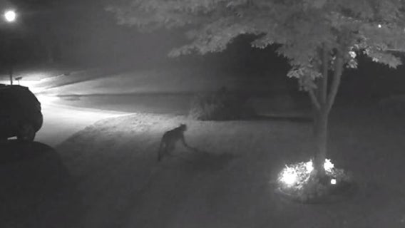 North Mankato police warn about cougar sighting