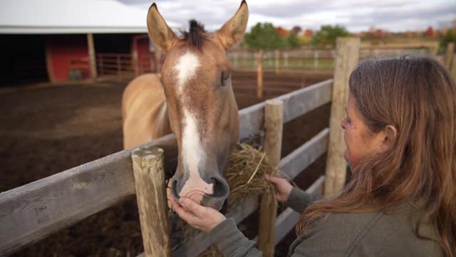 Minnesota blind horse rescue and sanctuary in need of donations