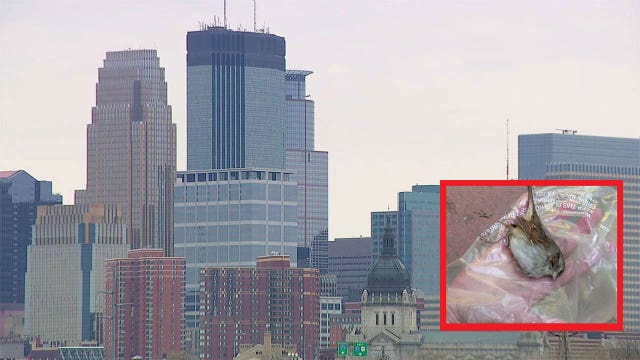 Birds vs. Buildings: Citizen scientists’ death data could spark change