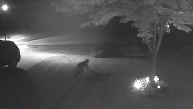 North Mankato police warn about cougar sighting