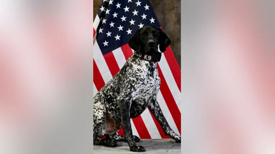 American-Humane-dog-contestant-IV.jpg