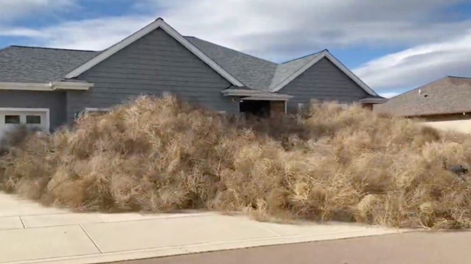 Watch: Montana homes buried under tumbleweed blown in by 60-plus mph wind  gusts
