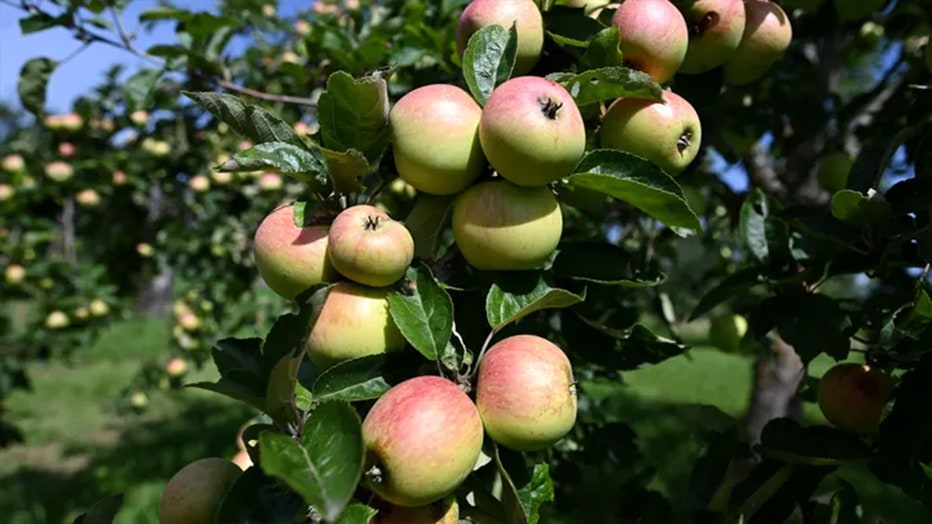apples-1.jpg