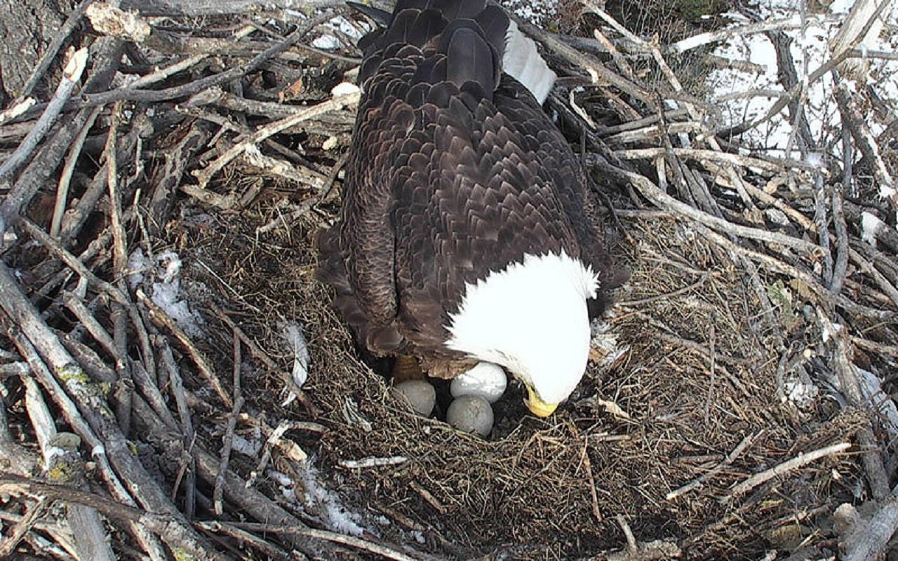 Minnesota DNR EagleCam goes live for 2025 season