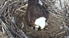 Minnesota DNR EagleCam loses view of nest