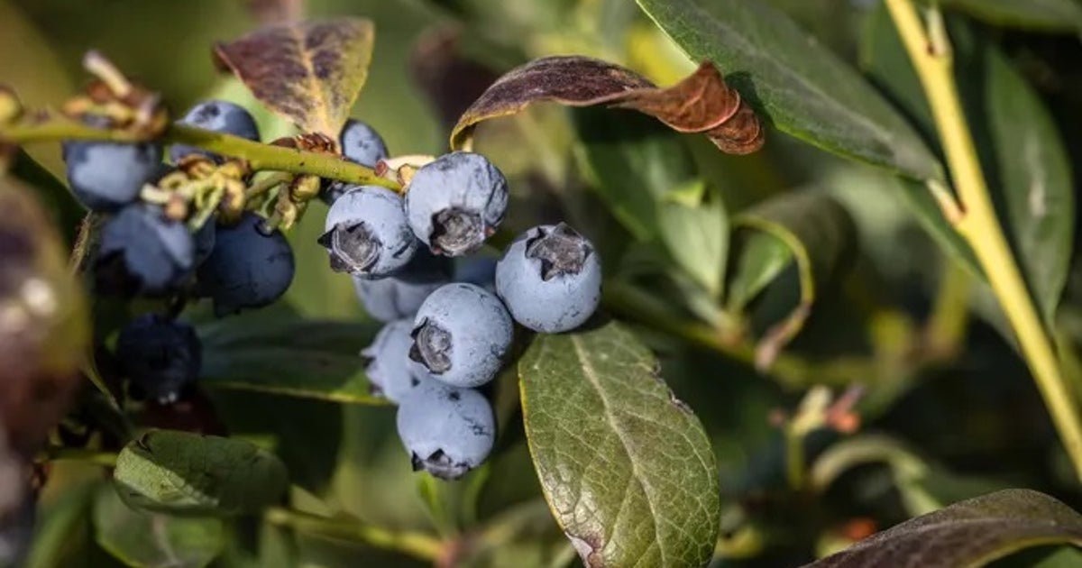 Frozen blueberry recall: Possible E. coli contamination among dozens of food recalls
