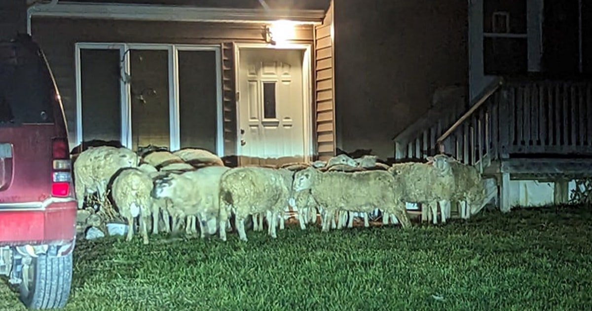 winoa-sheep-sized.jpg?ve=1&tl=1