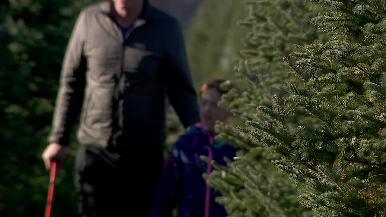 Warm weather draws early crowds to a Minnesota Christmas tree farm - Vimarsana News