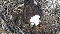 Minnesota DNR EagleCam goes live for 2025 season