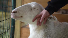 Minnesota farm animal sanctuary hopeful for Give to the Max Day