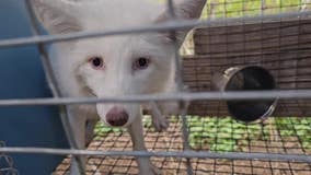 Faribault rescue aims to save 500 foxes from fur farm