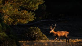 Hunting accident in Douglas County leaves juvenile injured