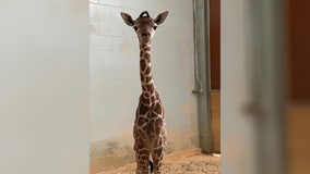 Como Zoo baby giraffe name revealed