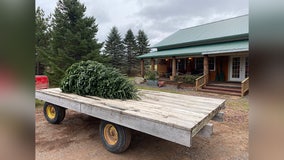 Minnesota grown Christmas tree set to go to Vice President’s residence