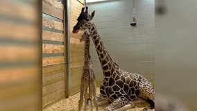 Como Zoo welcomes baby giraffe