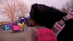 Rescue says pet surrenders have almost doubled over the last year