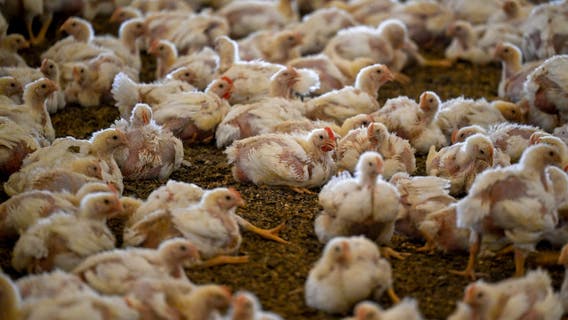 1.2 million chickens will be slaughtered at an Iowa farm where bird flu was found