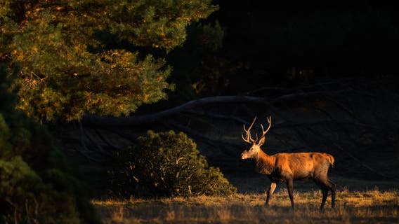 Hunting accident in Douglas County leaves juvenile injured
