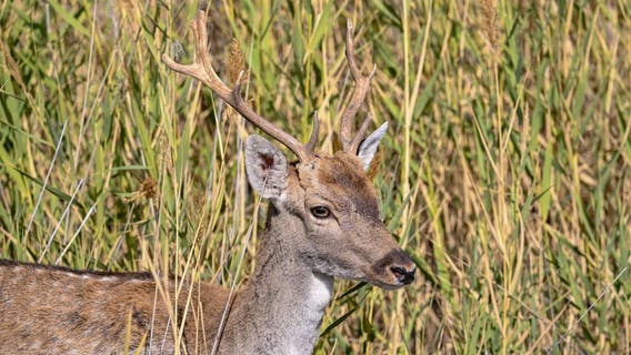 Minneapolis hunter accidentally shot in Becker County