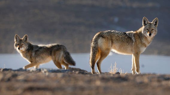 City of Carver passes ban on exotic animals