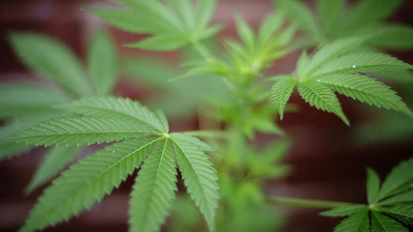 Ohio votes to legalize marijuana for adult recreational use