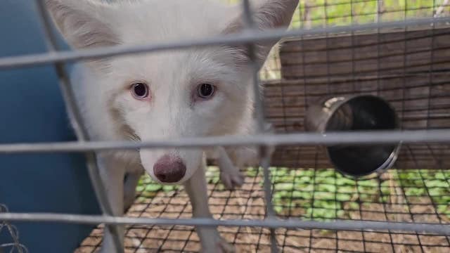Faribault rescue aims to save 500 foxes from fur farm