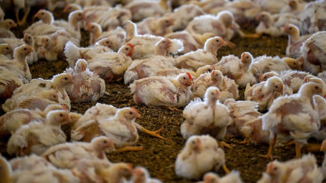 1.2 million chickens will be slaughtered at an Iowa farm where bird flu was found