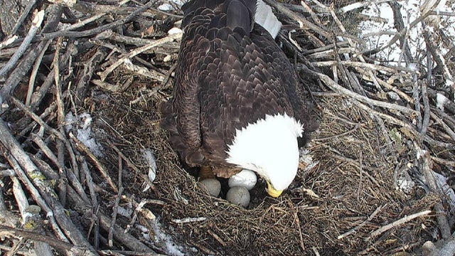 Minnesota DNR EagleCam goes live for 2025 season