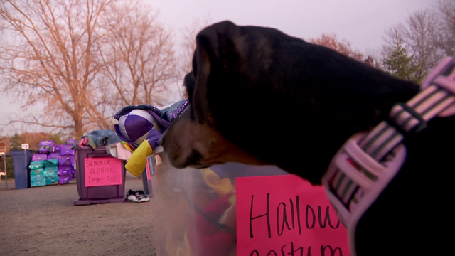 Rescue says pet surrenders have almost doubled over the last year