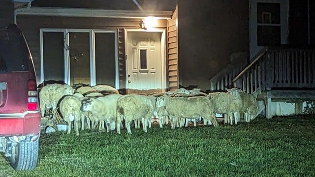 Baa-ffled deputies find 20 loose sheep outside Winona County home