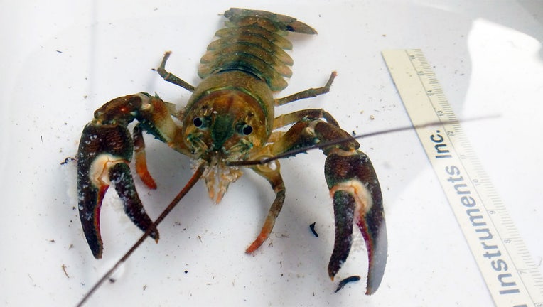 signal crayfish