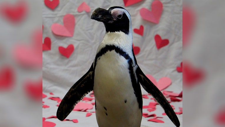 African penguin