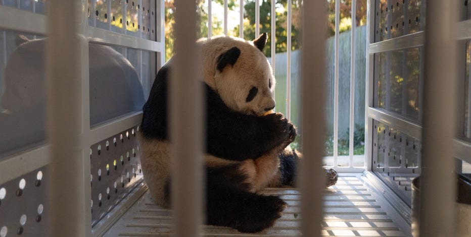 Giant pandas land safely in China marking end of an era in DC