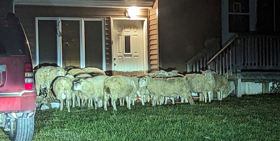 winoa-sheep-sized.jpg?ve=1&tl=1