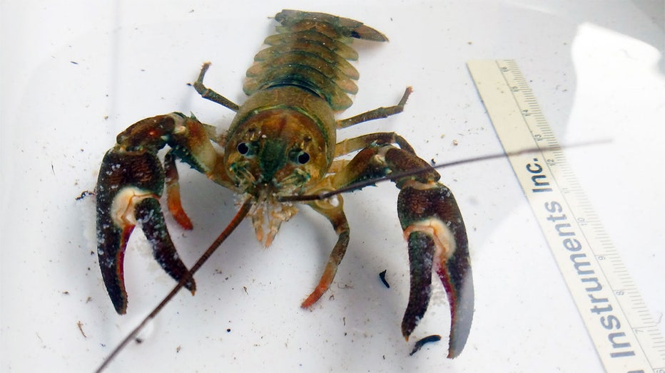 signal crayfish