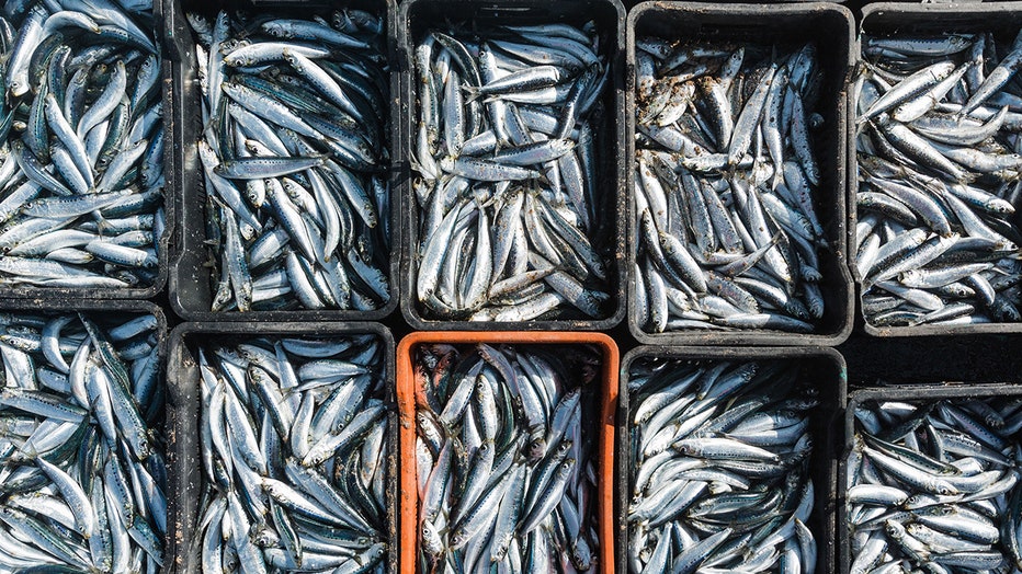 sardines-getty.jpg