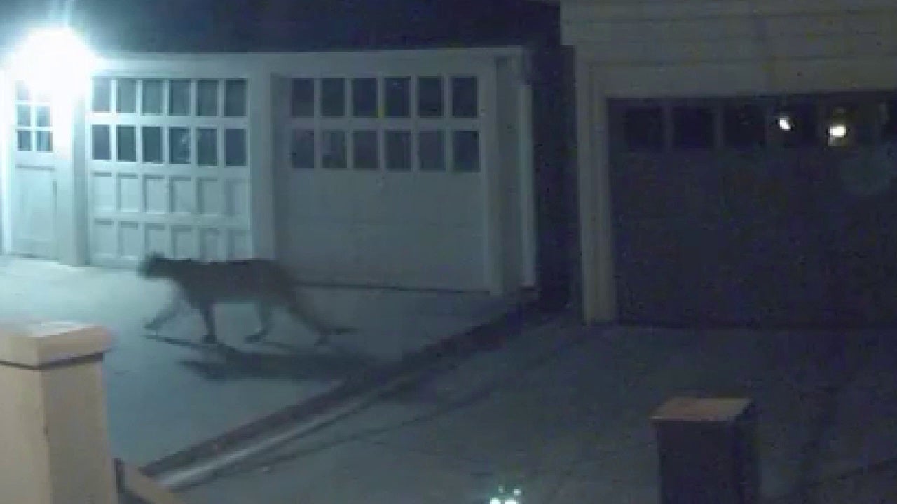 ‘Very rare’ cougar sighting in Minneapolis neighborhood