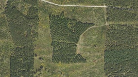 Minnesota shaped forest: How did it get there?