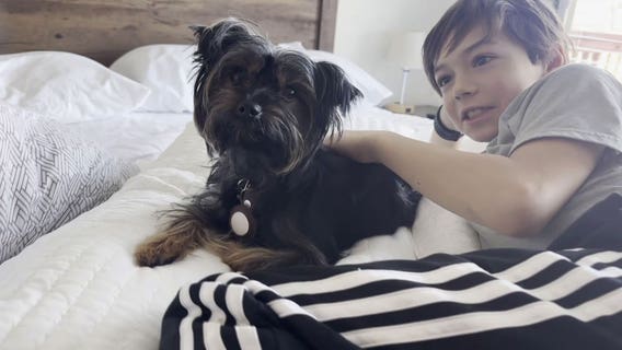 Missing dog back home after community search in St. Joseph