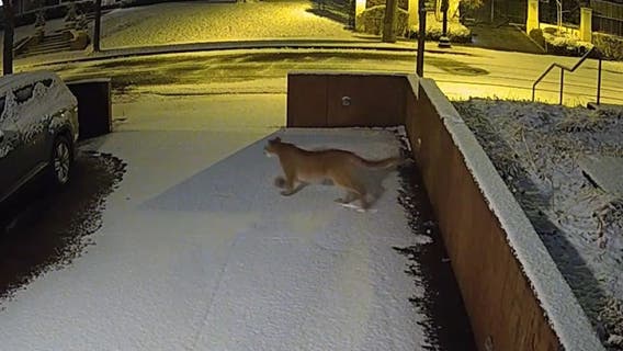 Cougar sightings in Minneapolis, Target Circle members contest, big cat killed on I-394: Week in review