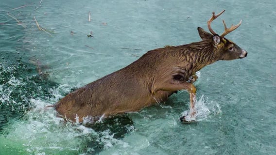 Dramatic deer rescue from Lake Bemidji: Video