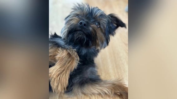 St. Joseph neighbors come together to search for missing dog