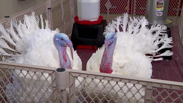 Presidentially pardoned turkeys settling in at University of Minnesota